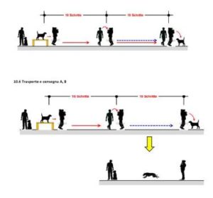 Schema Trasporto IPO-R DiscoveryDogs