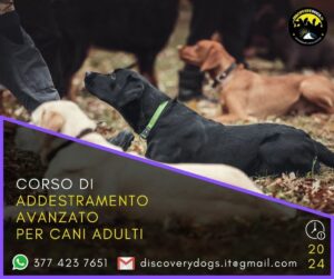 Corso addestramento avanzato per cani adulti 2024